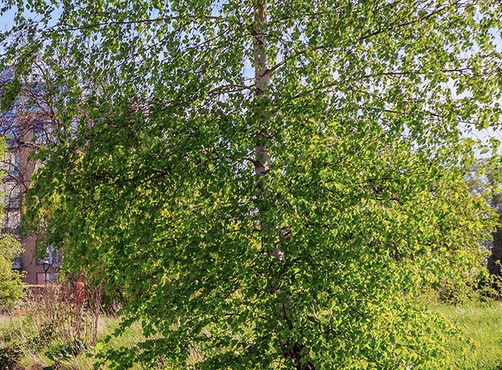 Projekt URBiNAT - společné budování zdravých koridorů pro největší evropská města